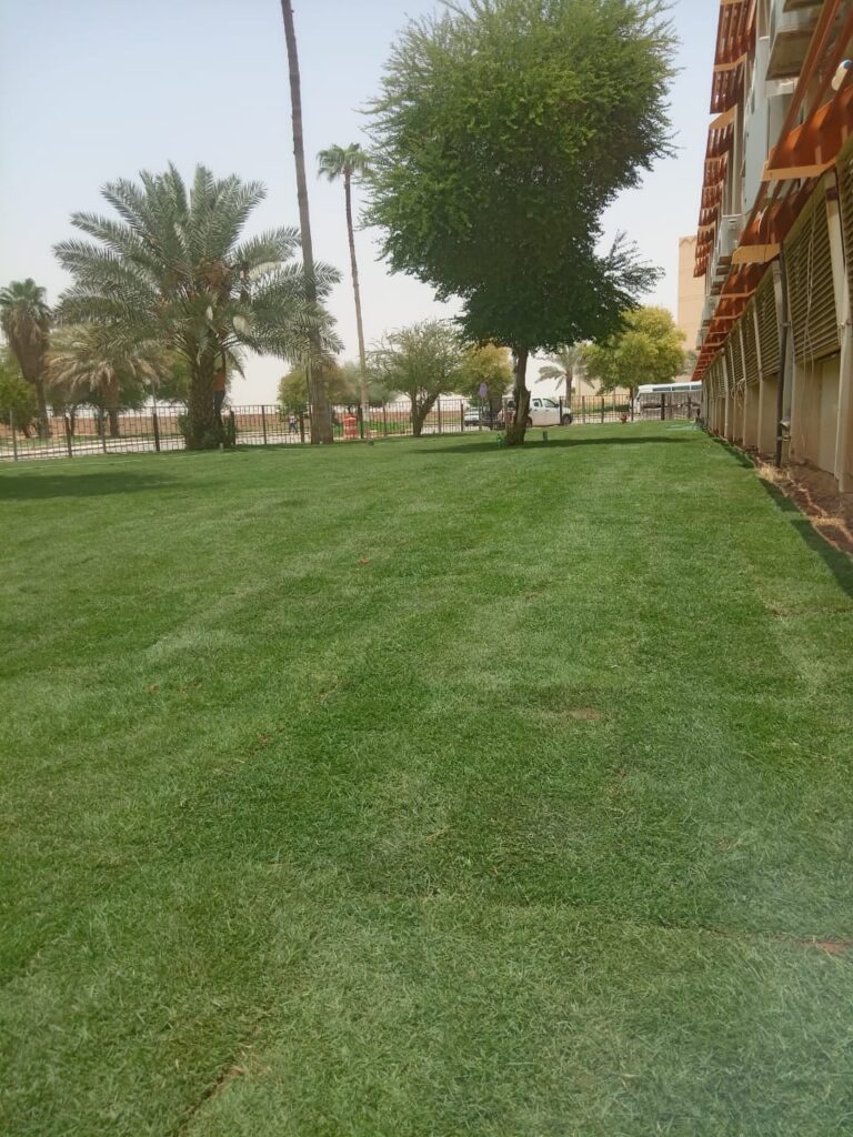 النخيل من أفضل نباتات تتحمل حرارة الرياض