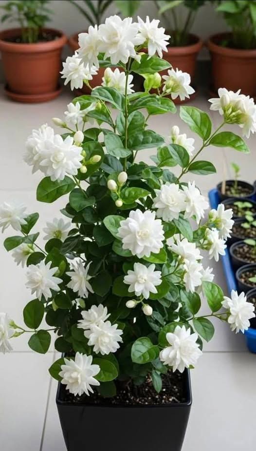 الريحان من النباتات العطرية للحدائق