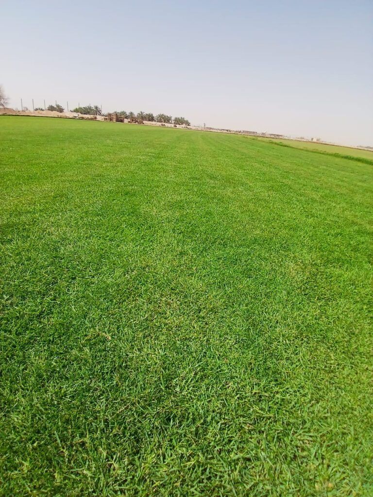 حقل ثيل طبيعي نوع C2000 في مزرعة شركة أفكار