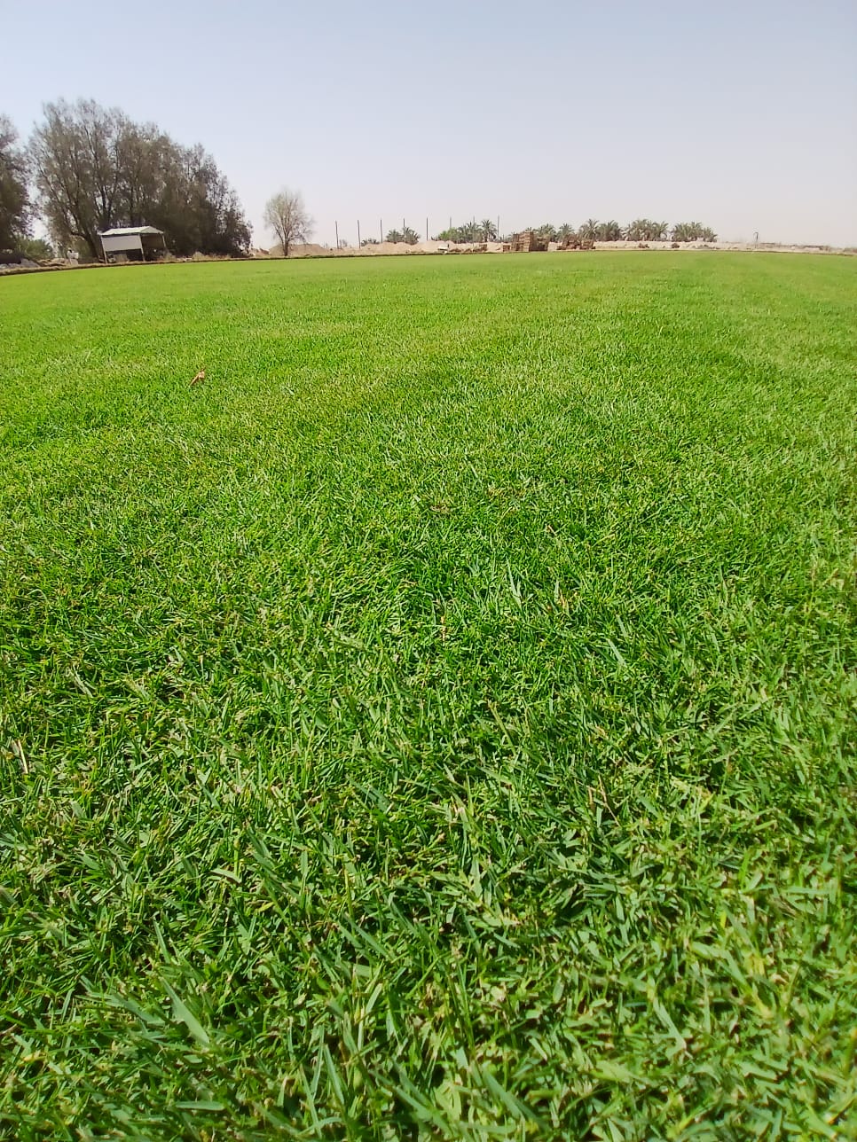 بذور ثيل هندي: ما هي وكيف تزرعها وهل هي أفضل من الثيل الرول في الرياض؟