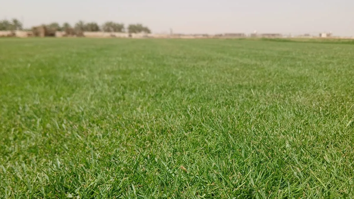 ثيل طبيعي كثيف في مزرعة أفكار — الفرق بين ثيل البرمودا والباسبالم