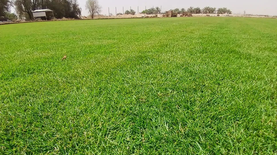 ثيل طبيعي أخضر كثيف في مزرعة أفكار — تسميد الثيل الطبيعي